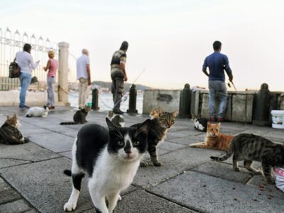Tips for Traveling with Pets: Pet-Friendly Destinations and Stays