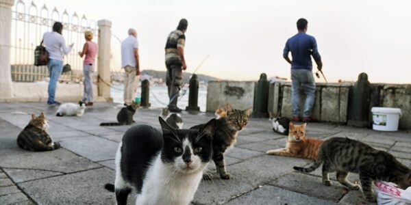 Tips for Traveling with Pets: Pet-Friendly Destinations and Stays