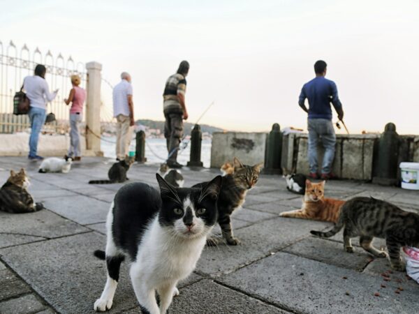 Tips for Traveling with Pets: Pet-Friendly Destinations and Stays