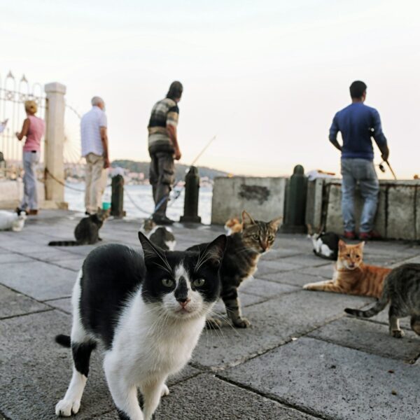 Tips for Traveling with Pets: Pet-Friendly Destinations and Stays